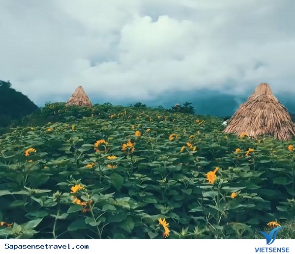 Đồi hoa hướng dương ở Sapa - Ảnh 3 Đồi hoa hướng dương ở Sapa - Ảnh 3