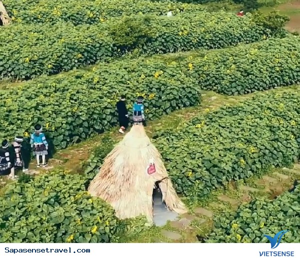 Đồi hoa hướng dương ở Sapa - Ảnh 5 Đồi hoa hướng dương ở Sapa - Ảnh 5