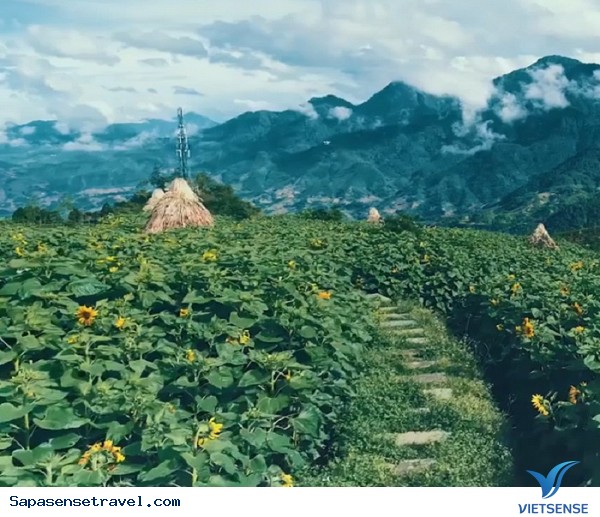 Đồi hoa hướng dương ở Sapa - Ảnh 1 Đồi hoa hướng dương ở Sapa - Ảnh 1