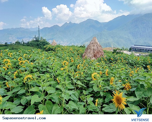 Đồi hoa hướng dương ở Sapa - Ảnh 4 Đồi hoa hướng dương ở Sapa - Ảnh 4