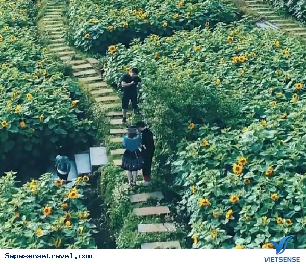 Đồi hoa hướng dương ở Sapa - Ảnh 2 Đồi hoa hướng dương ở Sapa - Ảnh 2