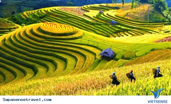 Sapa mùa hè có gì đẹp? nên đến đâu và cần chuẩn bị những gì? - Ảnh 2 Sapa mùa hè có gì đẹp? nên đến đâu và cần chuẩn bị những gì? - Ảnh 2