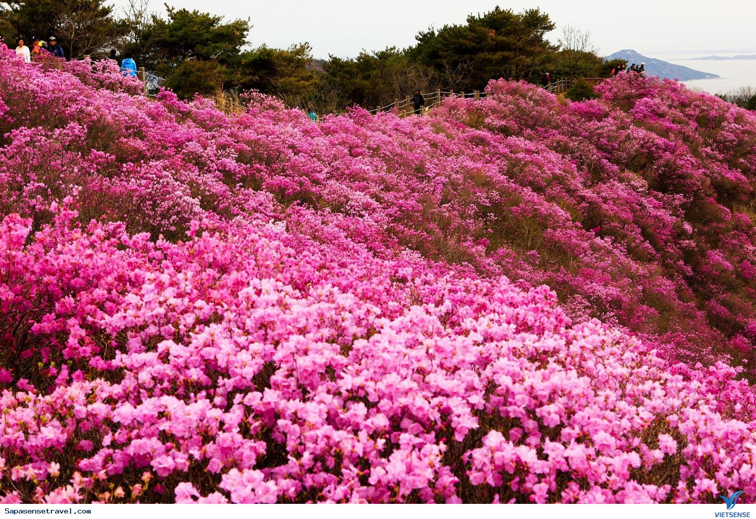 Chiêm ngưỡng hoa đỗ quyên nở Chiêm ngưỡng hoa đỗ quyên nở