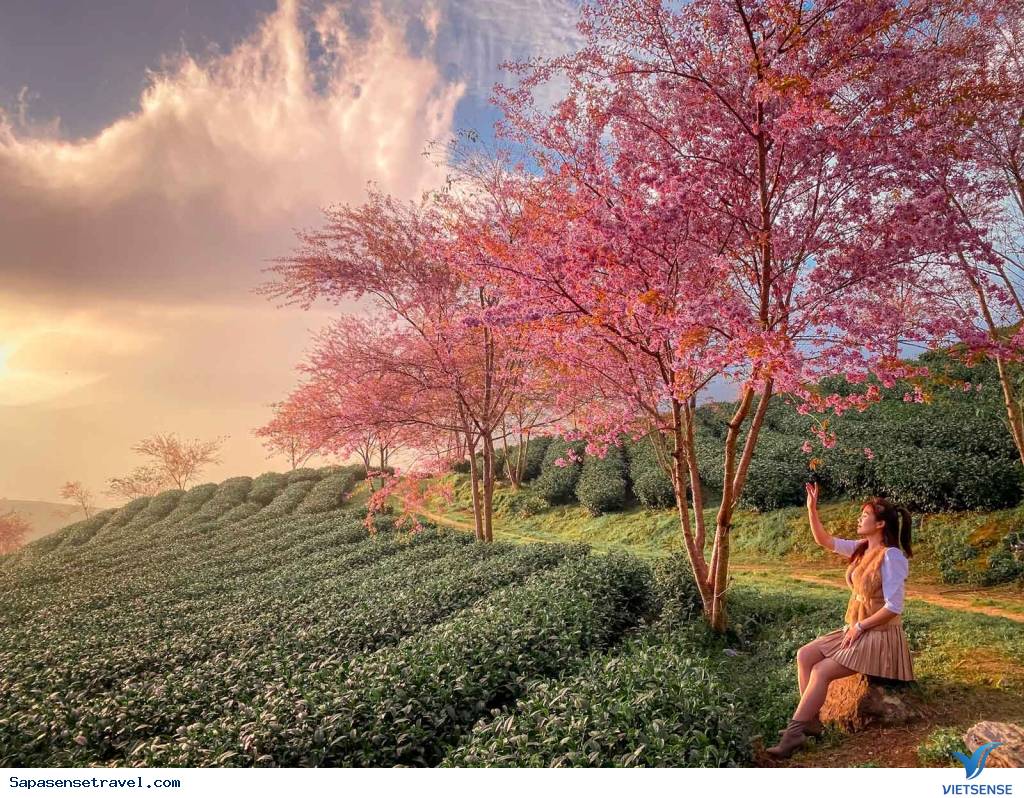 Đắm chìm trong sắc hoa đào Đắm chìm trong sắc hoa đào