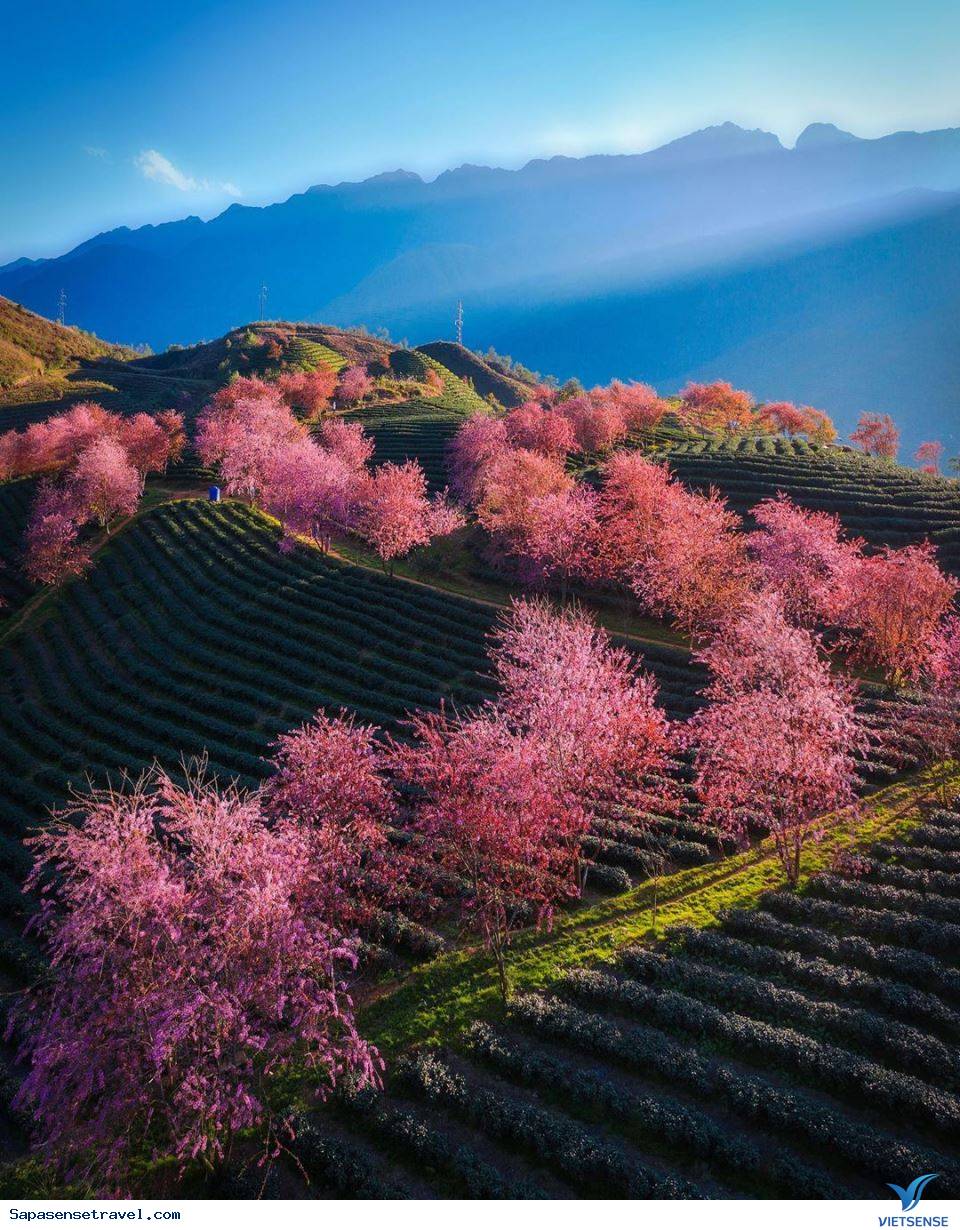 Đồi chè Ô Long Đồi chè Ô Long