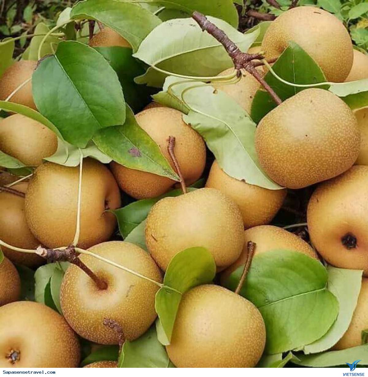 Mắc Cọp – Lê Sapa