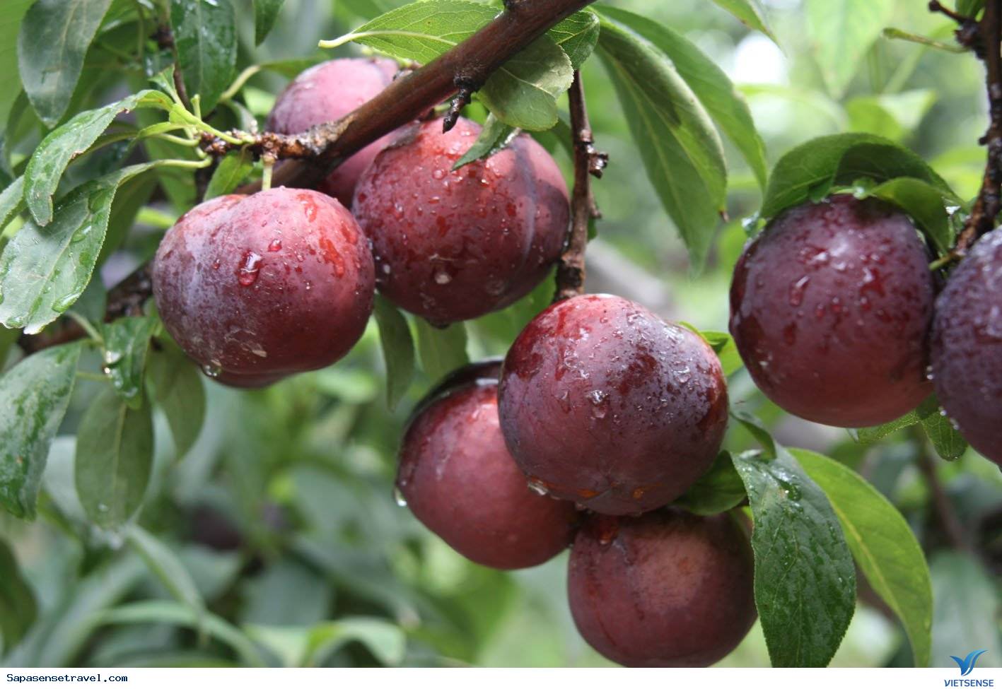 Mùa hè ( từ tháng 6 đến tháng 8) - Ảnh 1 Mùa hè ( từ tháng 6 đến tháng 8) - Ảnh 1