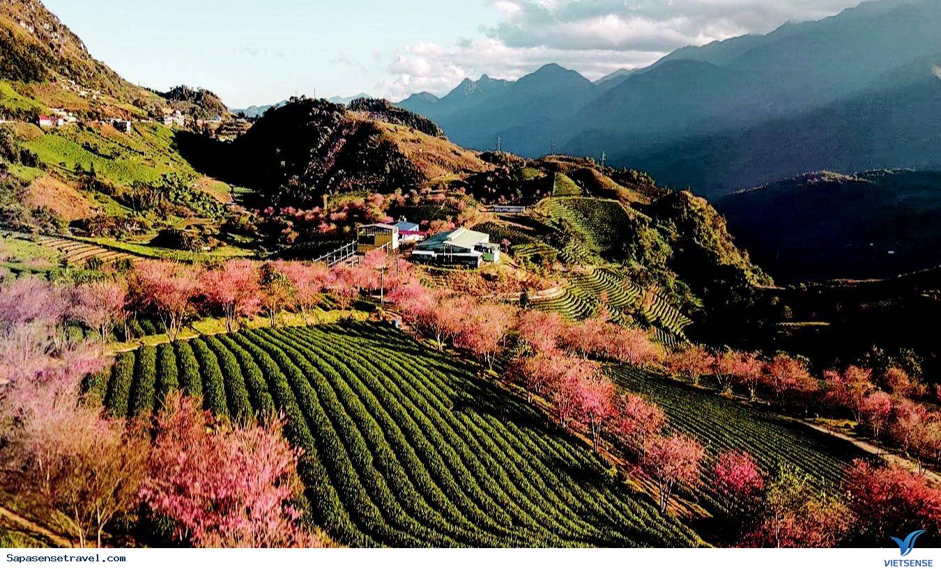 Mùa xuân ở Sapa Mùa xuân ở Sapa