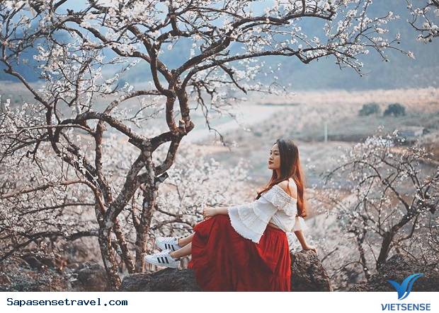 Ngắm hoa mơ, hoa mận Ngắm hoa mơ, hoa mận