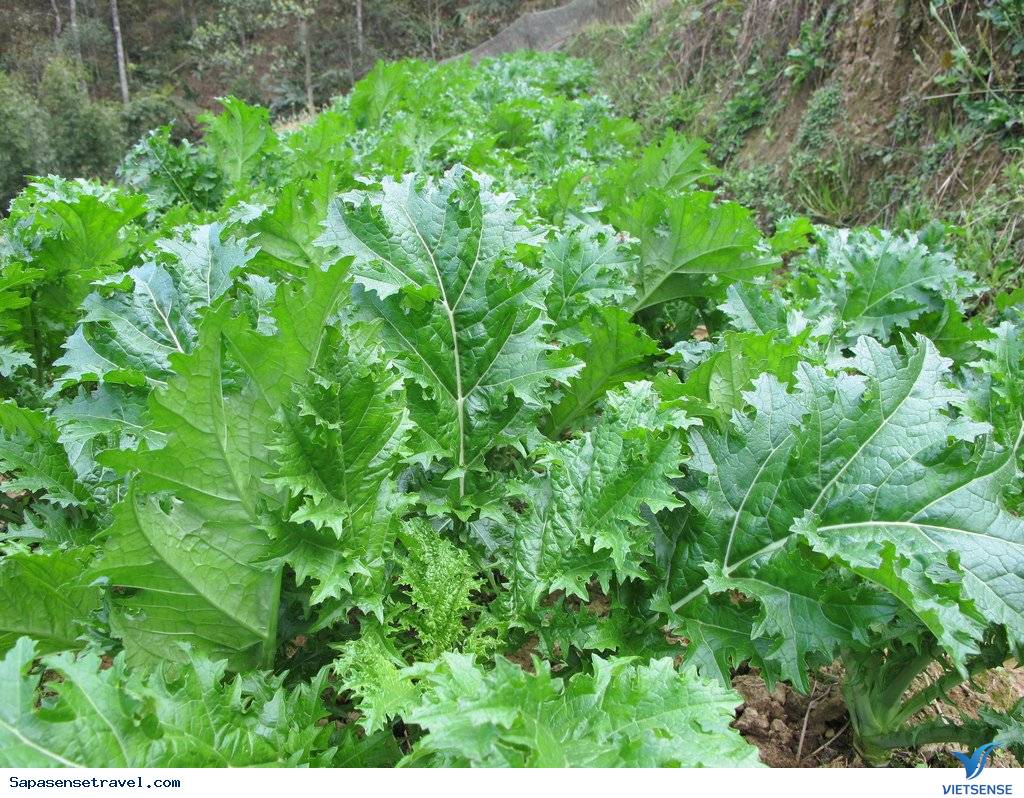 Rau Cải Mèo