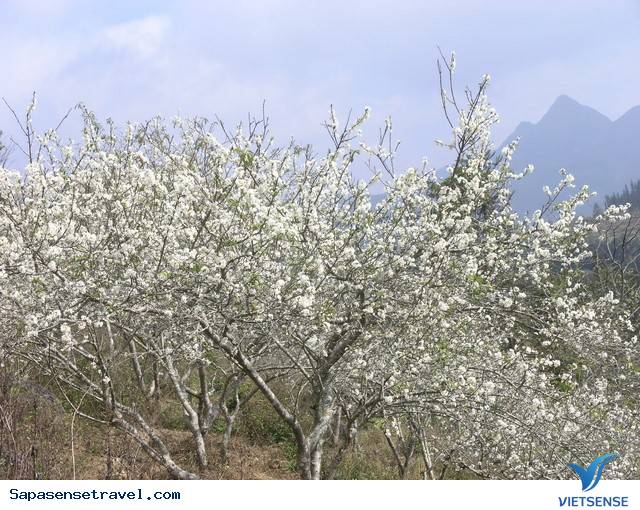 Sapa Tháng 3 – Mùa hoa lê trắng tinh khôi