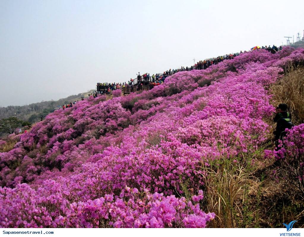 Sapa tháng 3 – Mùa hoa đỗ quyên khoe sắc - Ảnh 1 Sapa tháng 3 – Mùa hoa đỗ quyên khoe sắc - Ảnh 1