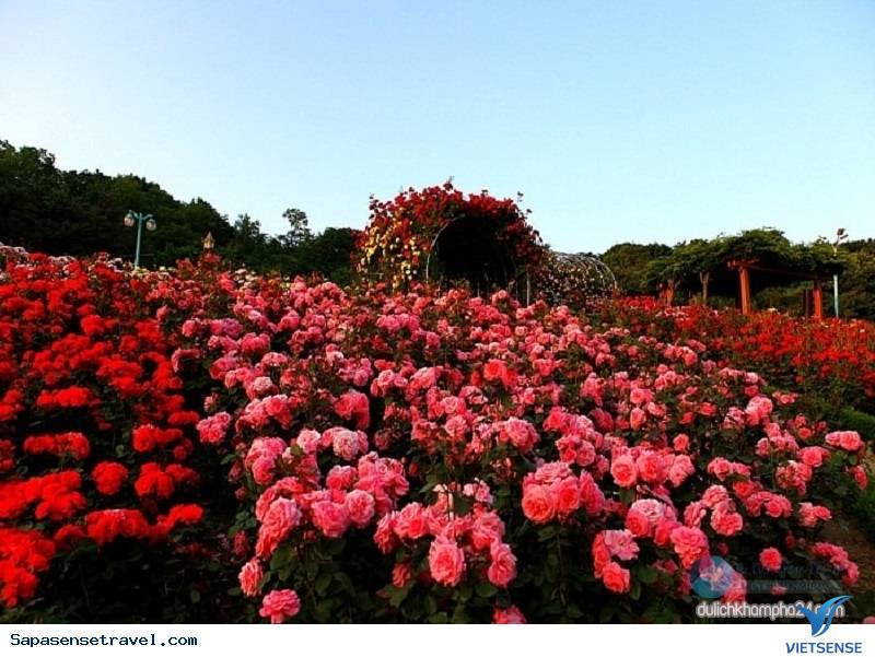 Thung lũng hoa hồng – Thiên đường lãng mạn ở Sapa