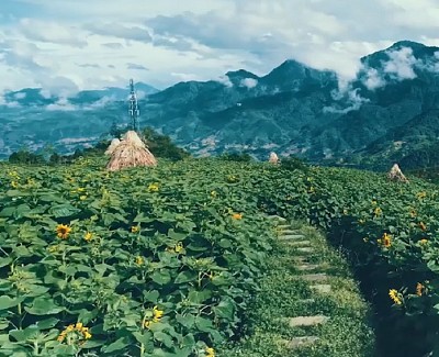 Đồi hoa hướng dương ở Sapa Đồi hoa hướng dương ở Sapa